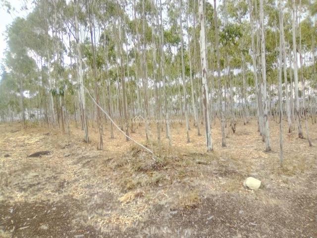 1/4 Acre Plots