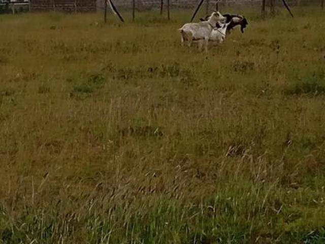 1/4 plot for sale in police sacco