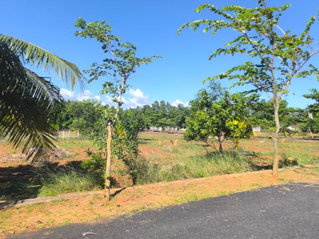 150 Sq.Yd. Plot in Bhogapuram Vizag Listing ID: #10131