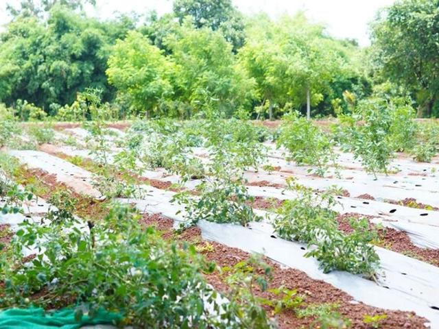 157 Sq.Yd. Plot in Shankarpalli Hyderabad Listing ID: #10330