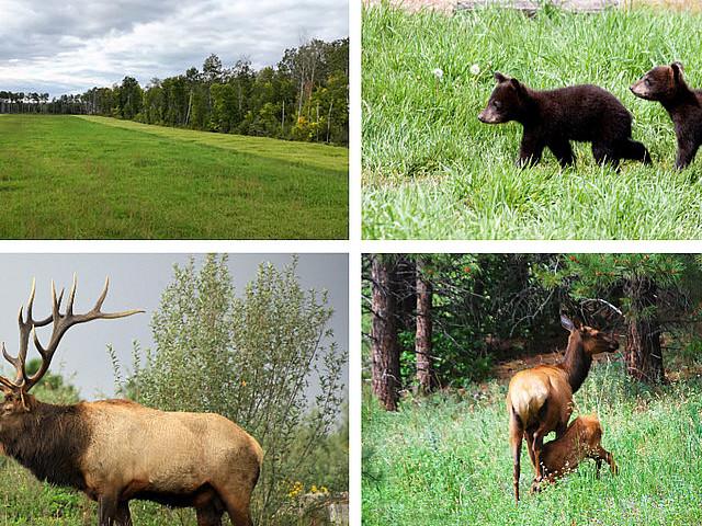 160 Ac Prime Hunting And Recreational Land