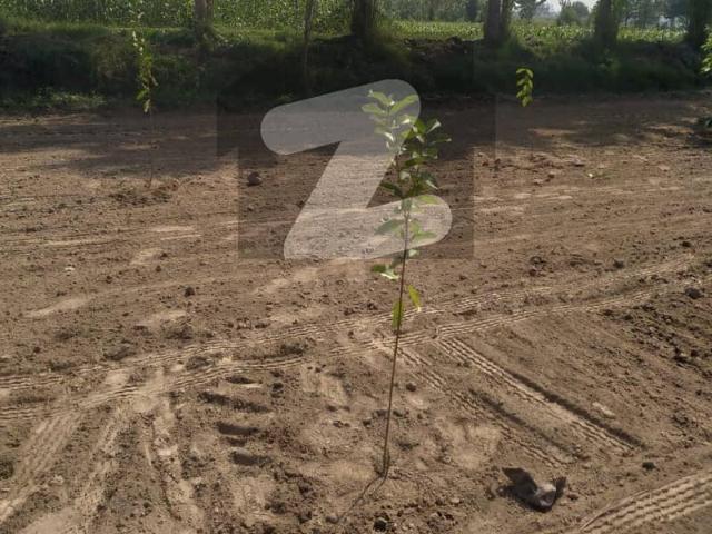 160 Kanal Agricultural Land For Sale 3 Side Open 5000 Feet Front In Roads