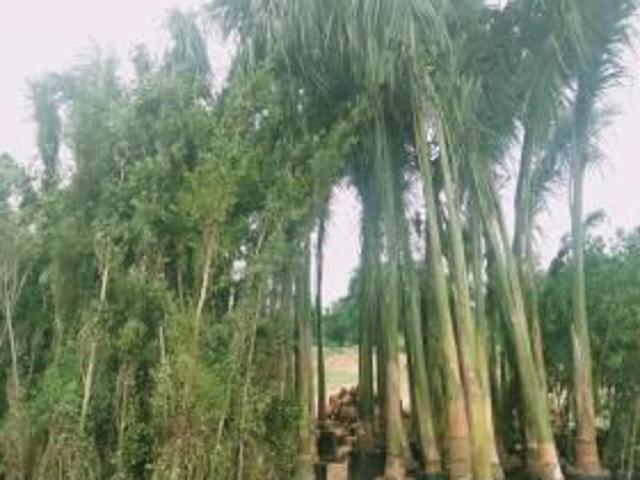 165 Sq Ft Residential Plot In Bhuvi Developers, Ankushapur, Hyderabad