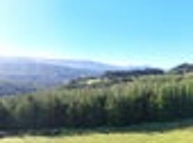 16 Hectare Lifestyle and Forestry Opportunity