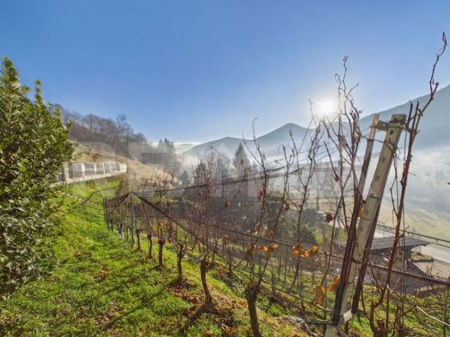 1'708 m² Bauland mit Rebberg  Tresa Ponte Cremenaga