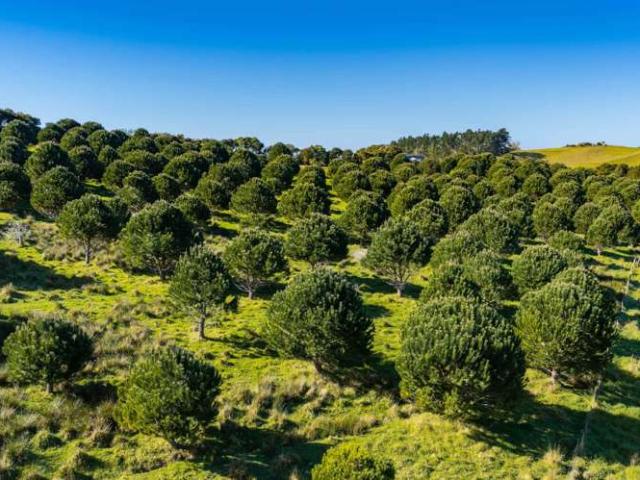 173 Prescott Road, Ruakaka, Whangārei