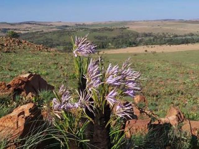 178 ha Land available in Magaliesburg