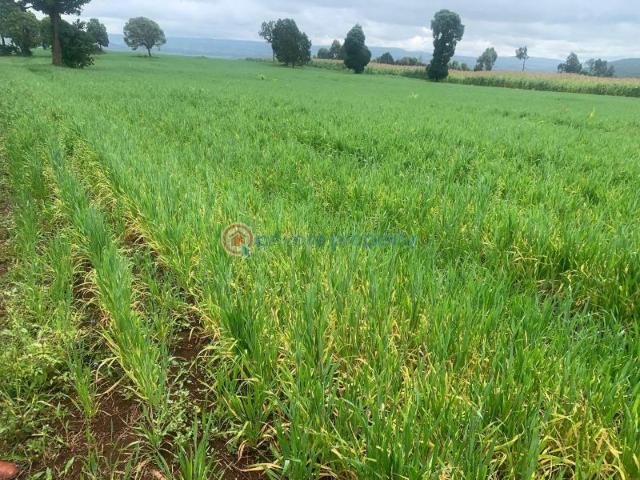 18.5 Acres Land For Sale In Nyahururu. 850k/acr