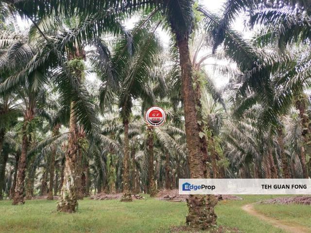 19.4 acre Tanah Kalapa Sawit SPT 6.80psf Penang
