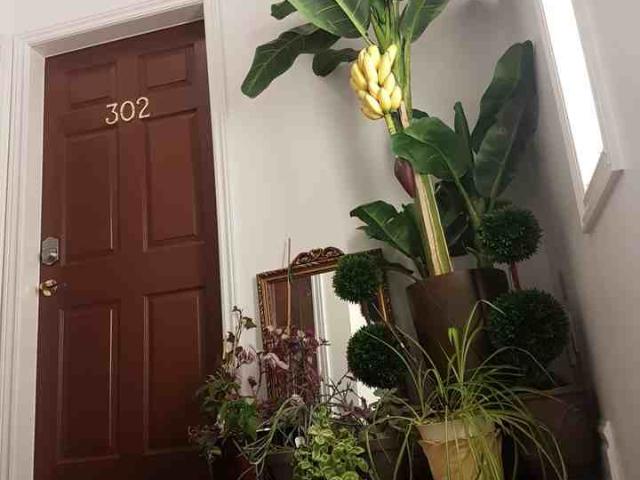 1 Bedroom Apartment for Rent at 1668 Boulevard De Maisonneuve Ouest #302, Montréal, QC H3H 1J7