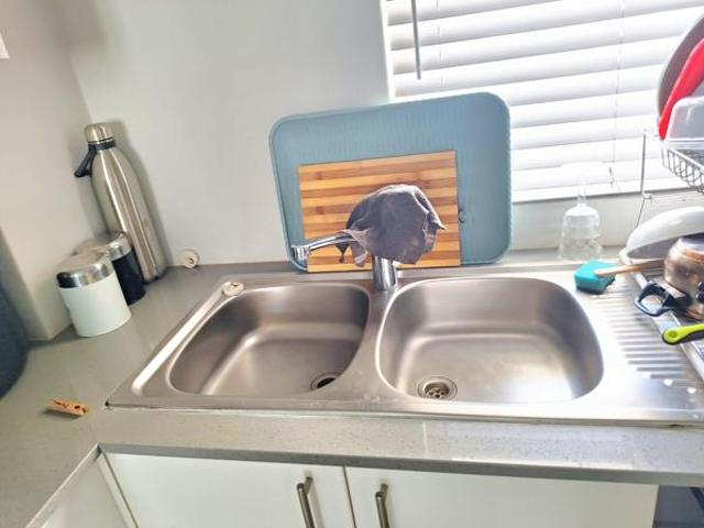 1 Bedroom Apartment in Shakas Head