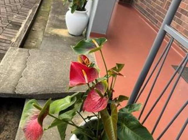 1 Bedroom Apartment in White River Central