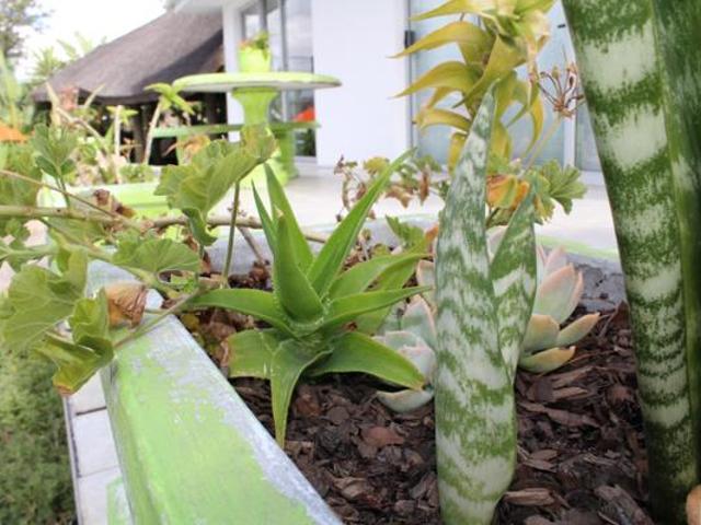 1 Bedroom Garden Cottage in Soneike