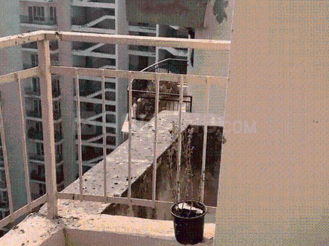 1 BHK Apartment in Noida Extension for rent Greater Noida. The reference number is 19820679