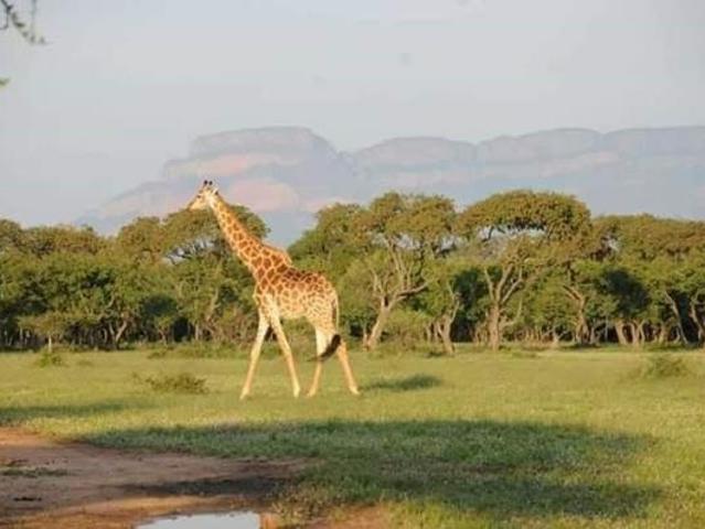 1 ha Land available in Moditlo Wildlife Estate