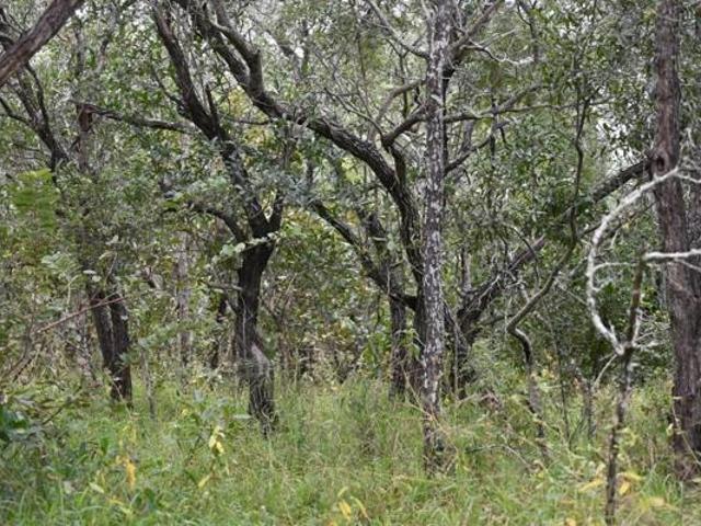 1 ha Land available in Moditlo Wildlife Estate