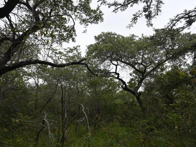 1 ha Land available in Hoedspruit