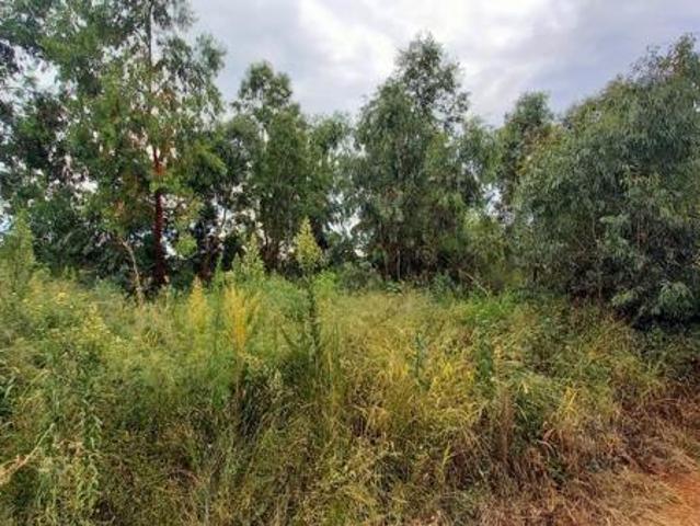 1 ha Land available in Homestead Apple Orchards
