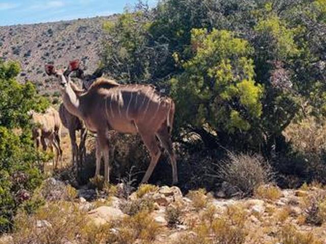 1 ha Land available in Ladismith