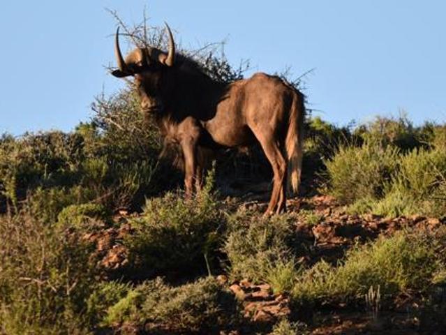 1 ha Land available in Ladismith