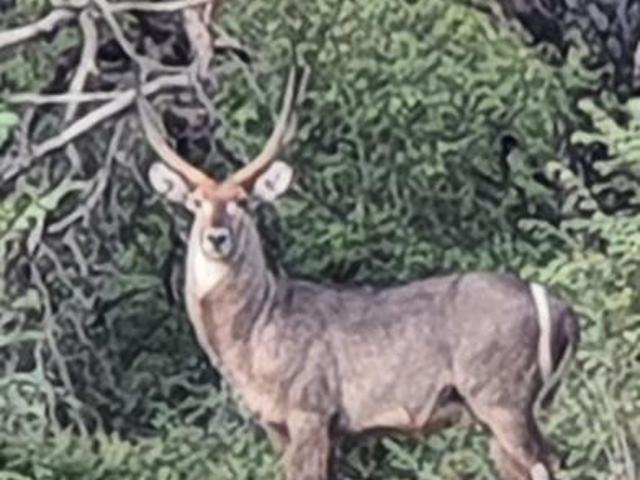 1 ha Land available in Raptors View Wildlife Estate