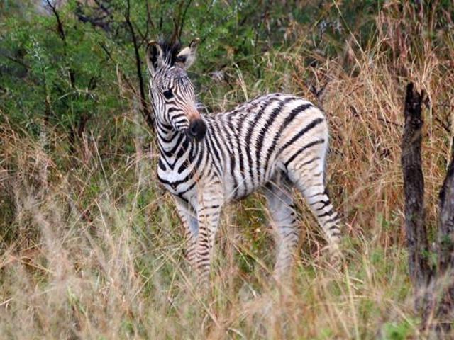 1 ha Land available in Vaalkop AH