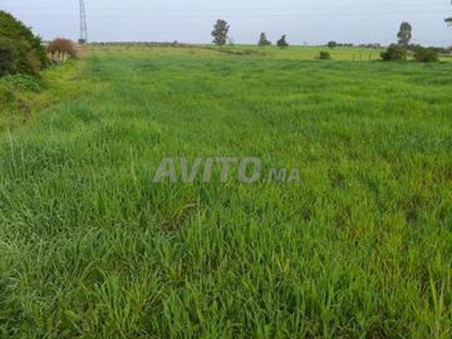 1 hectare D4 pour 09 villas