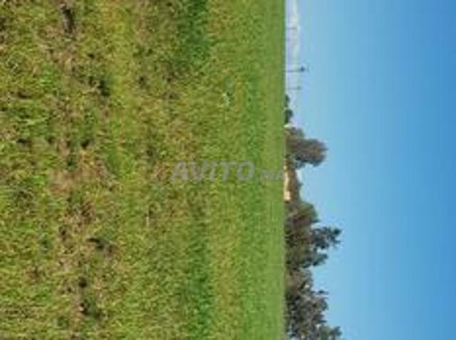 1 hectare titré en périphérie de Bouznika
