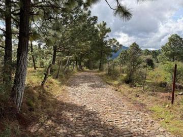 1 Hectárea en Los Espinos, Tapalpa – Ideal para Cabañas, Glamping o Desarrollo