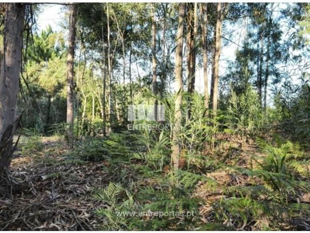 1 quarto, Viana do Castelo Viana do Castelo LS101653703