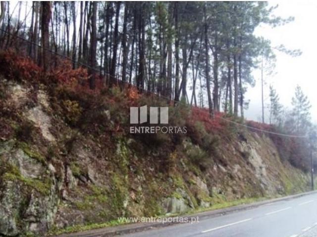 1 quarto, Amarante Amarante 104858811
