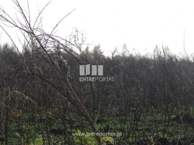1 quarto, Amarante Amarante LS102811104