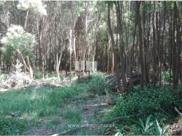 1 quarto, Caminha Caminha 104858763