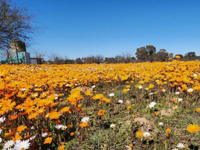 1 051 m² Land available in Nieuwoudtville