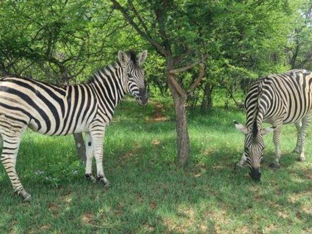 1 084 m² Land available in Koro Creek Golf Estate