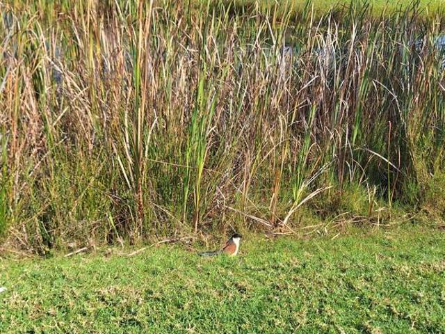 1 084 m² Land available in Koro Creek Golf Estate