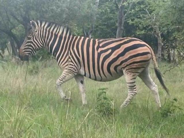 1 140 m² Land available in Koro Creek Golf Estate