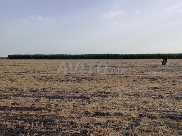 1.15 ha milkiya à mallila Benslimane