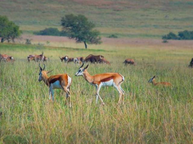 1.1 ha Land available in Krugersdorp Central