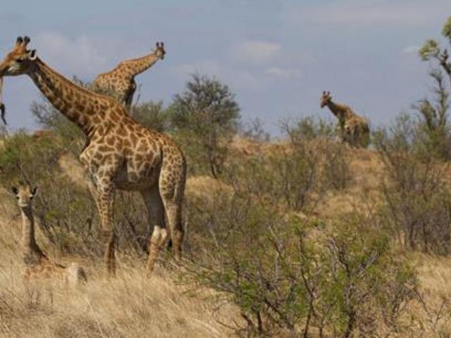 1 243 m² Land available in Lekwena Wildlife Estate
