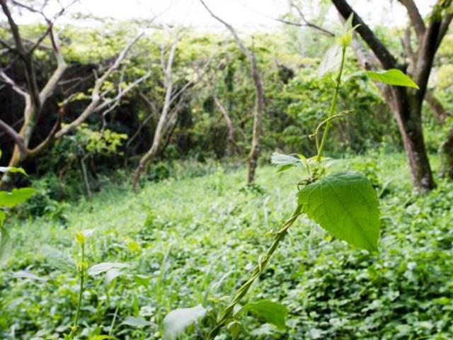 1 233 m² Land available in Zululami Luxury Coastal Estate