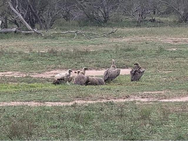 1.2 ha Land available in Moditlo Wildlife Estate