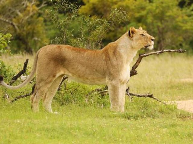 1.2 ha Land available in Moditlo Wildlife Estate