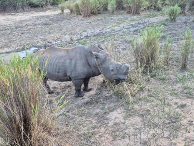 1.2 ha Land available in Moditlo Wildlife Estate