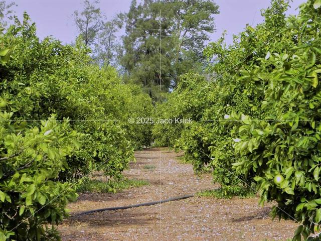 1.3 ha Farm in Upington