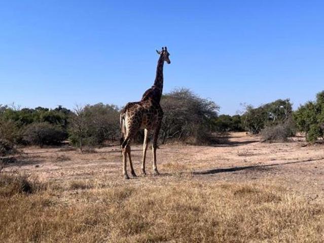 1.3 ha Land available in Moditlo Wildlife Estate