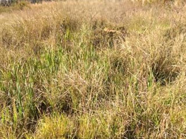 1 457 m² Land available in Pine Ridge