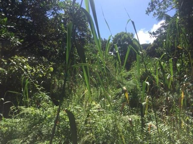 1 425 m² Land available in Palm Beach