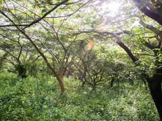 1 586 m² Land available in Zululami Luxury Coastal Estate