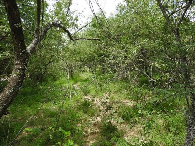 1 500 m² Land available in Marloth Park